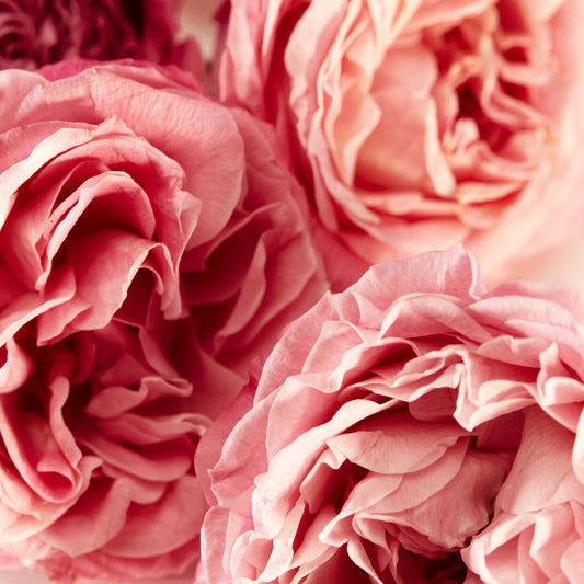 كيالي مراكش في زجاجة زهر البرتقال | 24 10 مل